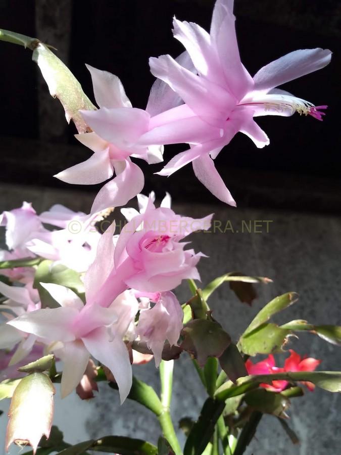Schlumbergera 'Nelly Hubner'