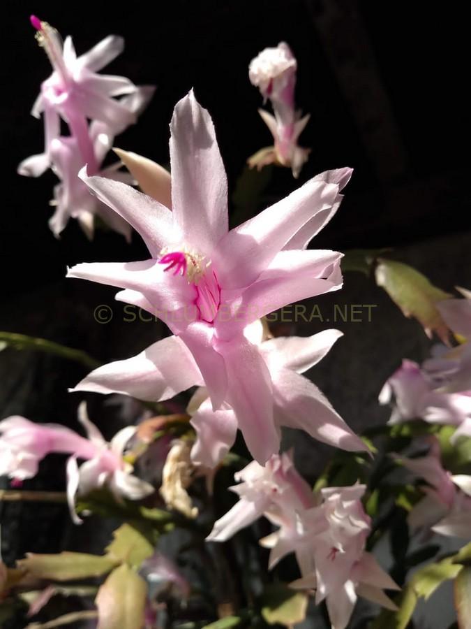 Schlumbergera 'Nelly Hubner'