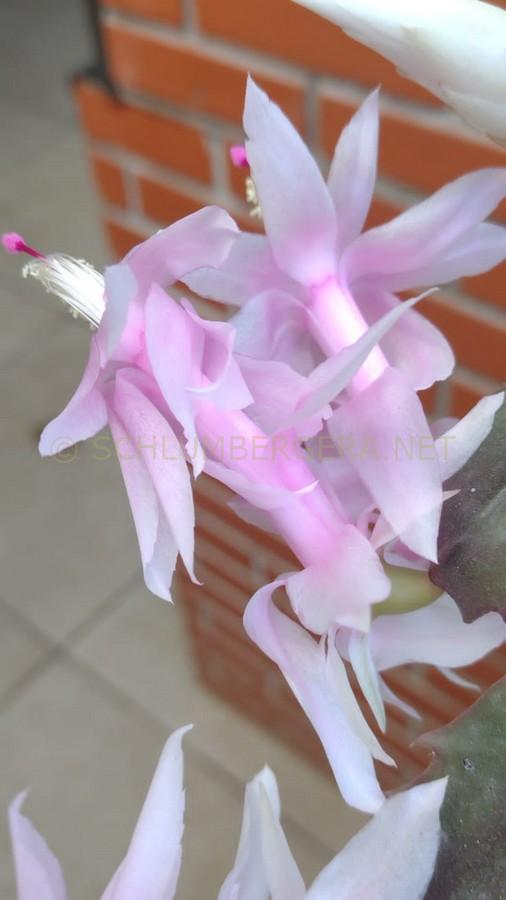 Schlumbergera 'Nelly Hubner'