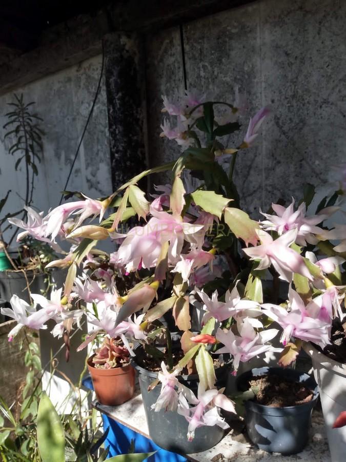 Schlumbergera 'Nelly Hubner'