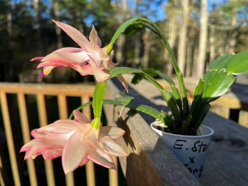 Schlumbergera 'Sweetheart'