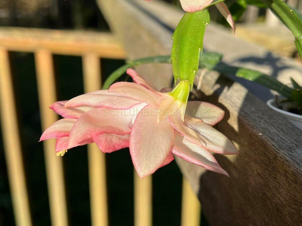 Schlumbergera 'Sweetheart'