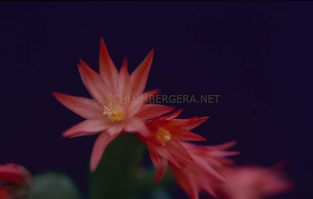 Rhipsalidopsis 'City of Aberdeen'