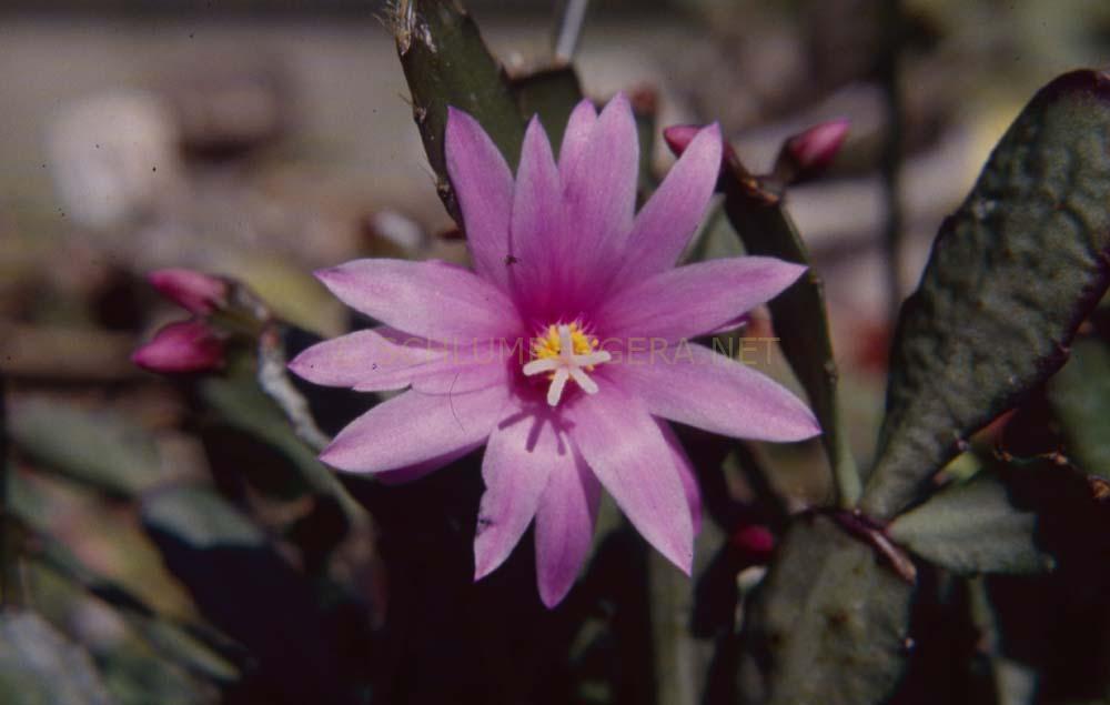 Rhipsalidopsis 'Debbie'