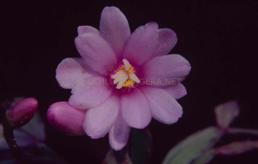 Rhipsalidopsis 'Rossmore Elanore'