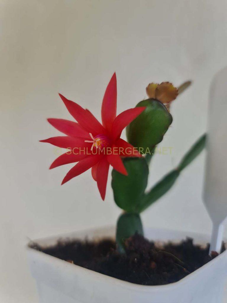 Rhipsalidopsis 'Scorpius'