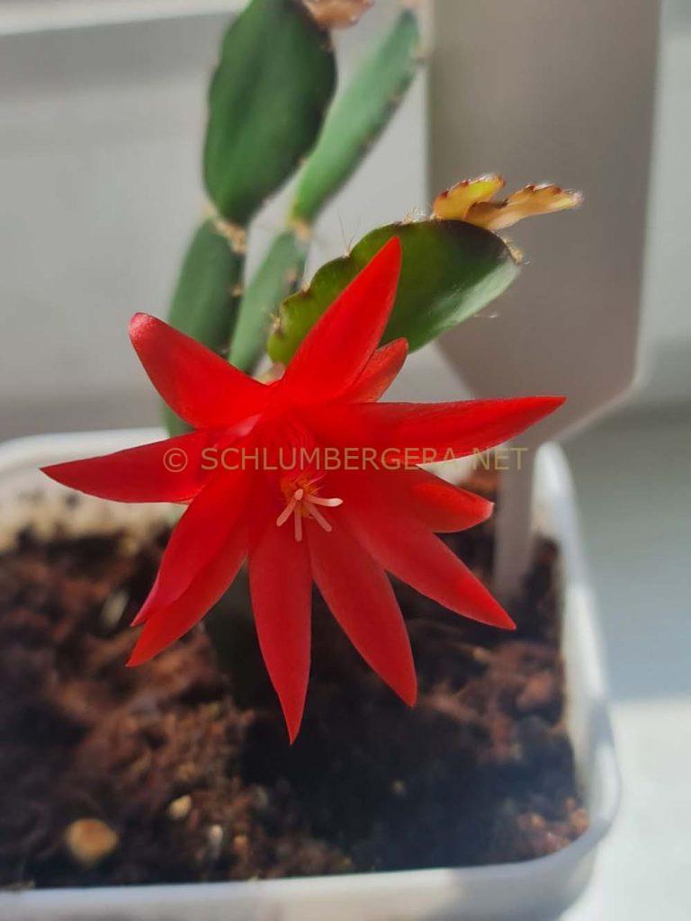 Rhipsalidopsis 'Scorpius'
