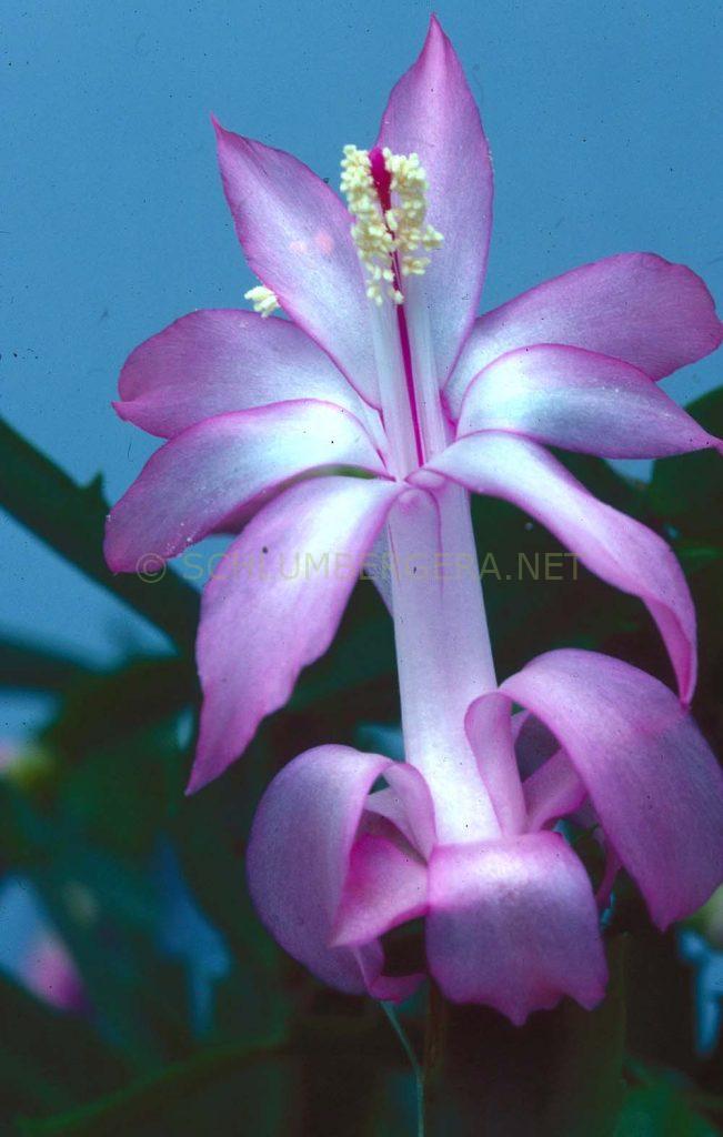 Schlumbergera 'Athena'