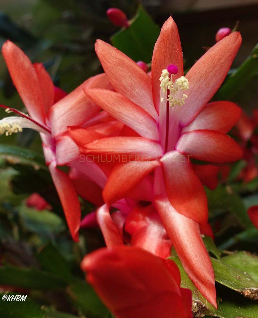 Schlumbergera 'Christa'