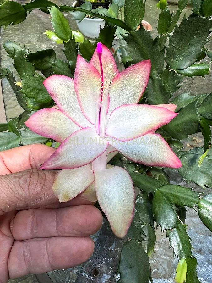 Schlumbergera 'Dancing Queen'