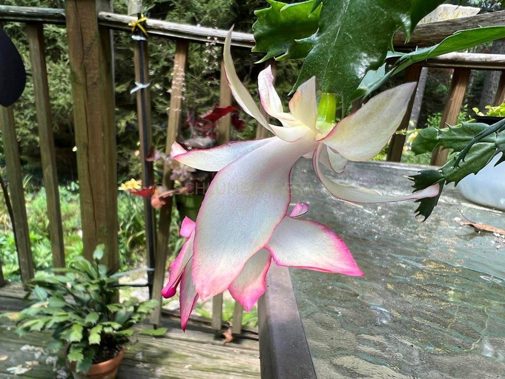 Schlumbergera 'Dancing Queen'