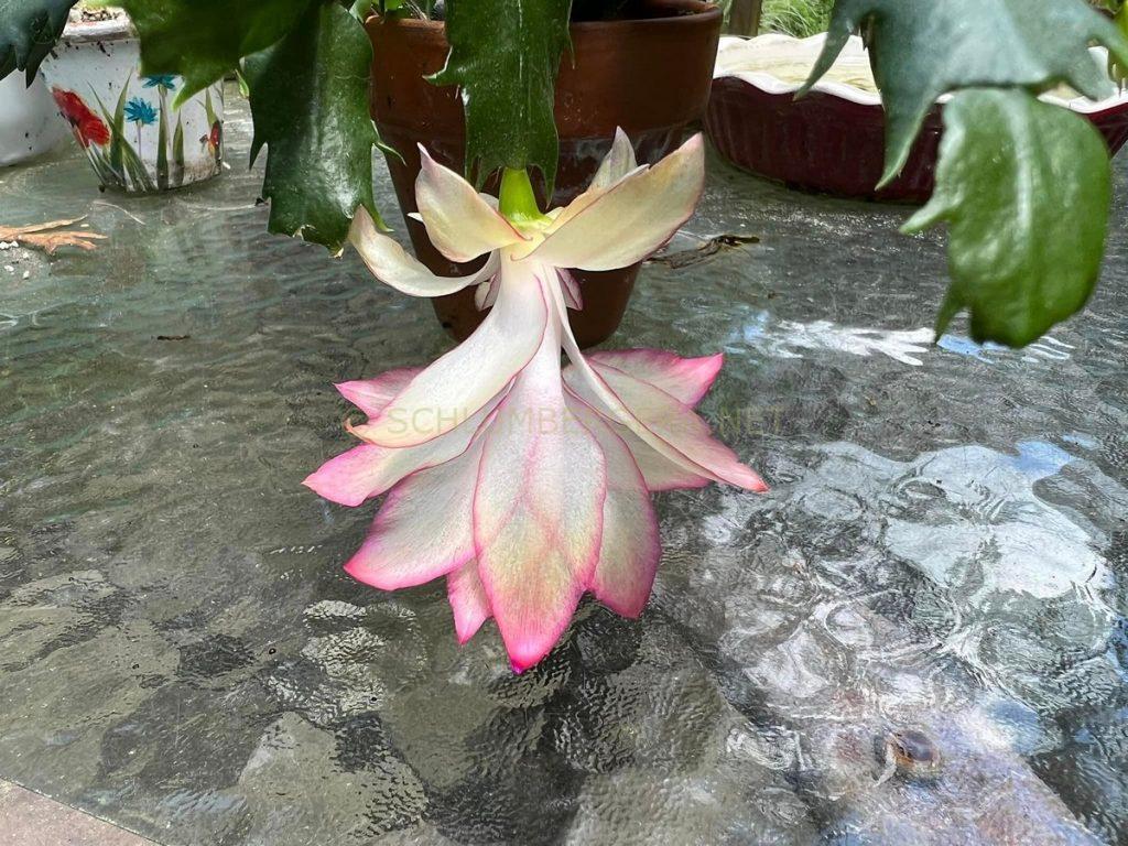 Schlumbergera 'Dancing Queen'