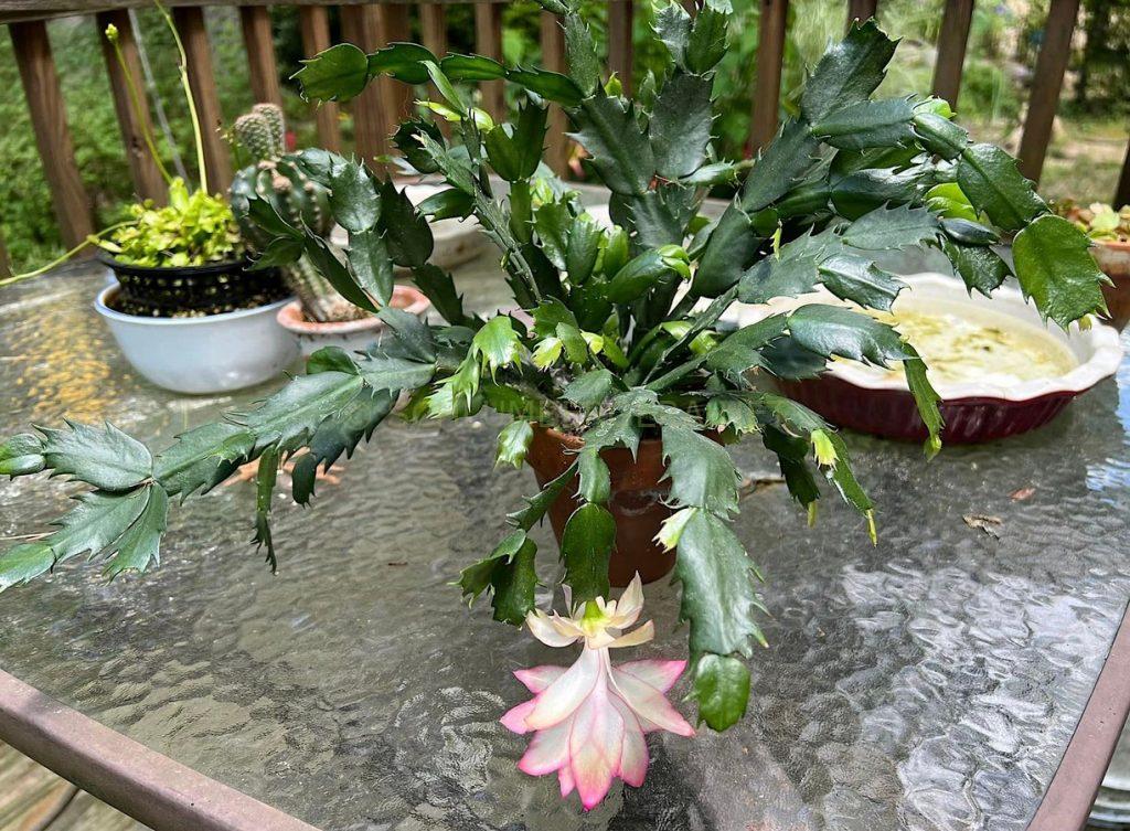 Schlumbergera 'Dancing Queen'