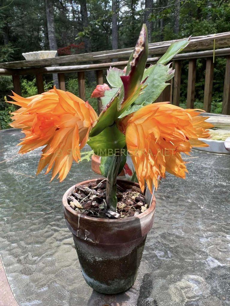 Schlumbergera 'Double Mango'