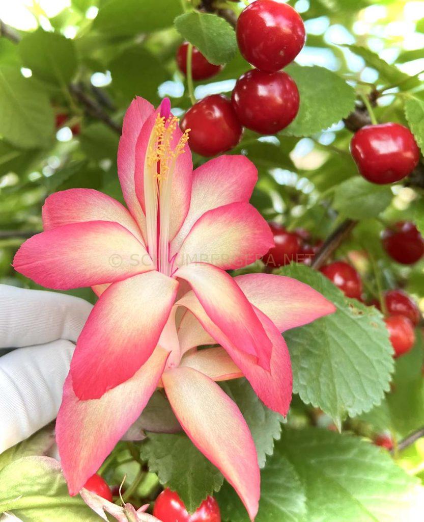 Schlumbergera 'Frony'