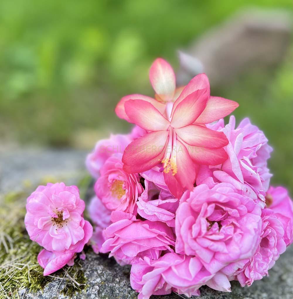 Schlumbergera 'Frony'