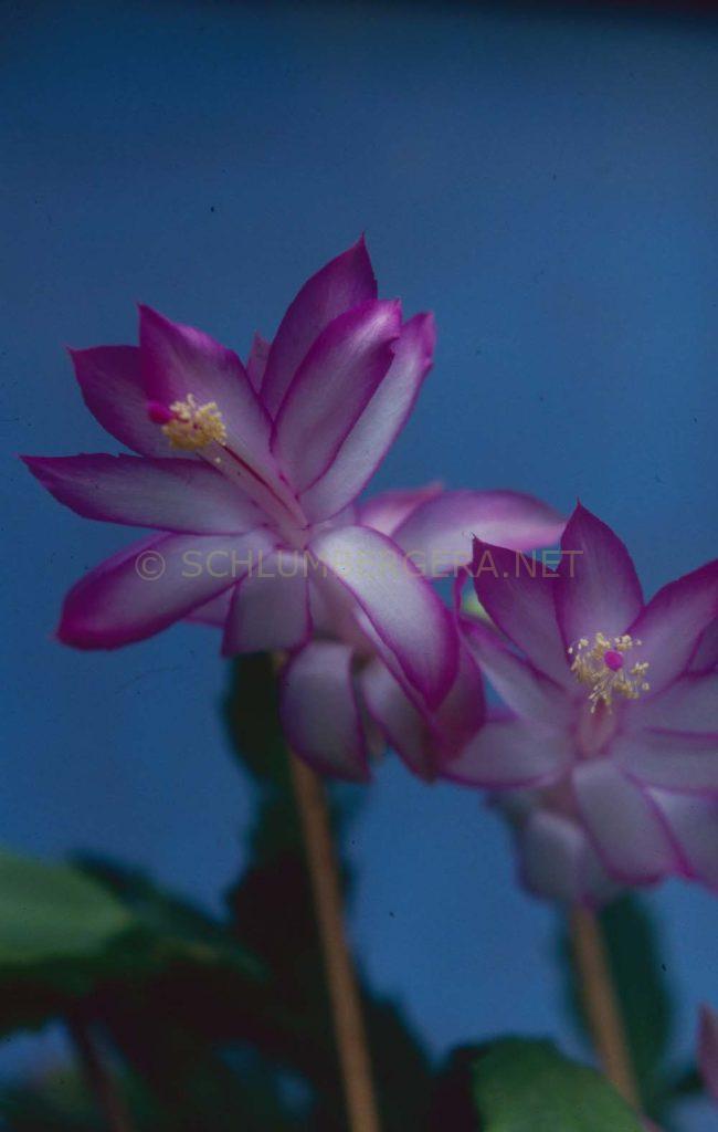 Schlumbergera 'Heatherton Charm'