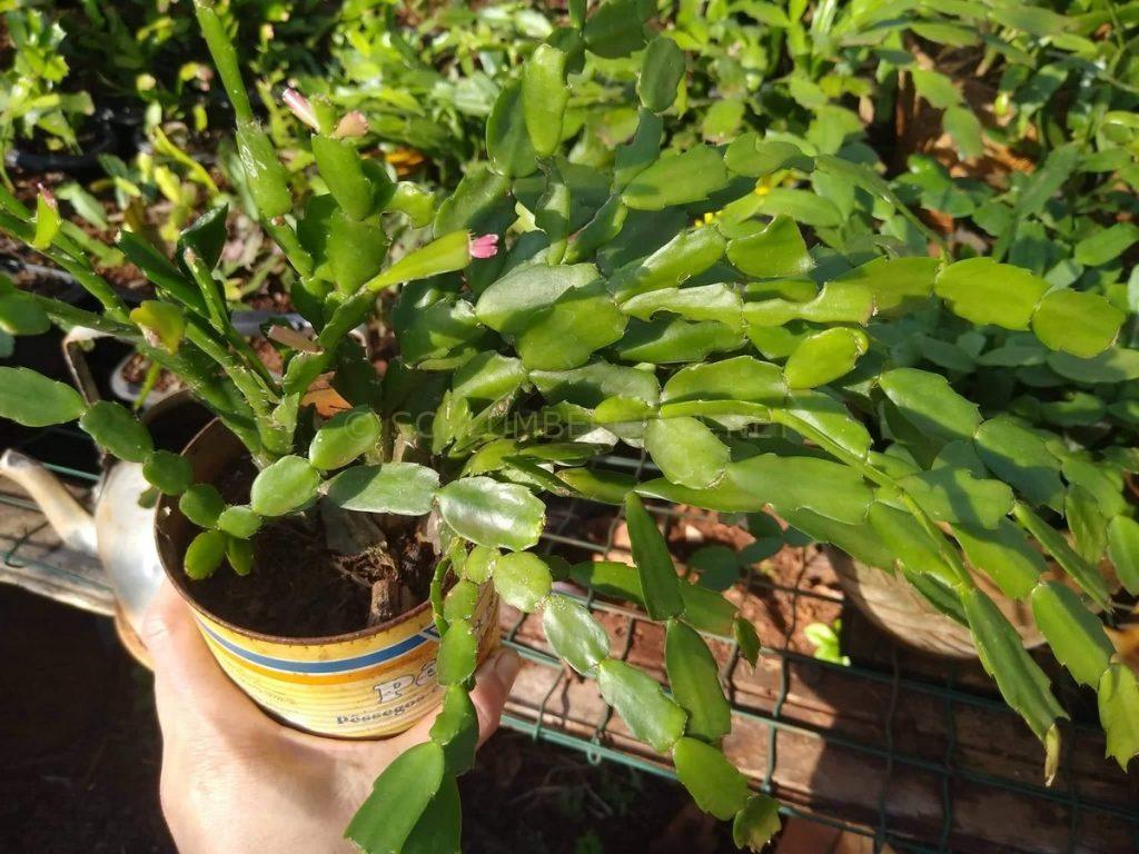 Schlumbergera 'Isabel Luiza'