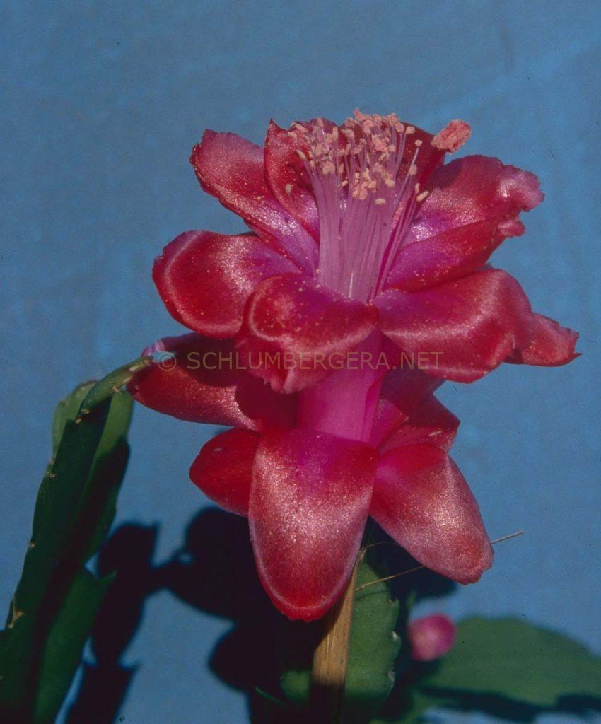 Schlumbergera 'Red Devil'