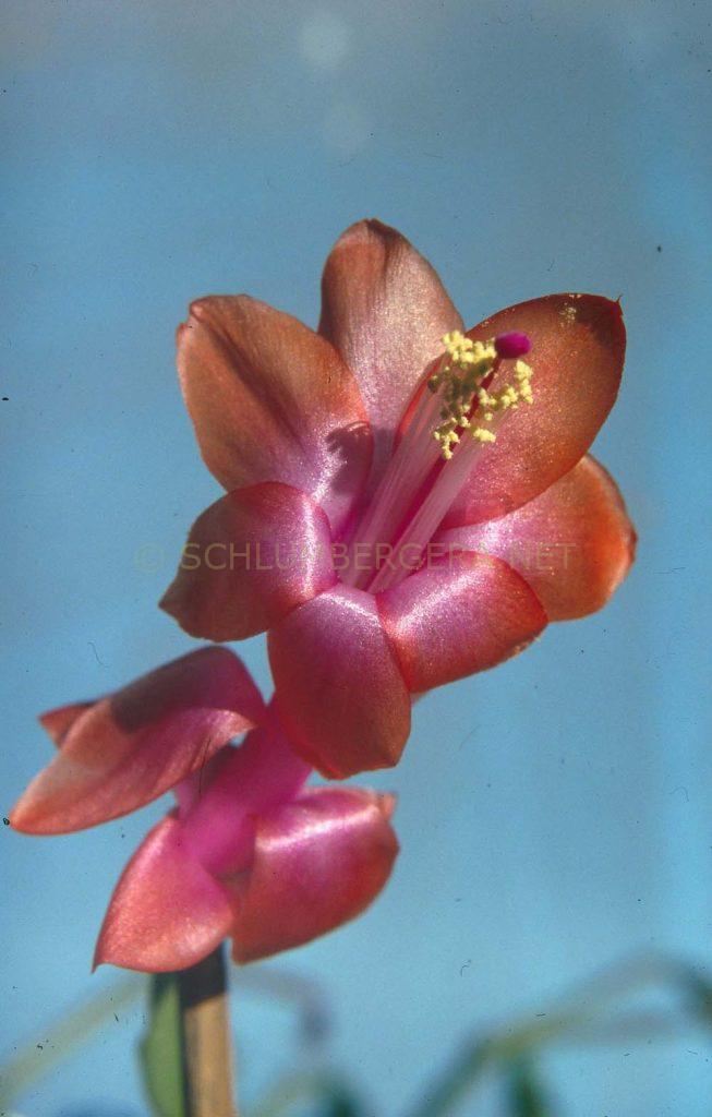 Schlumbergera 'Albert Namatjira'