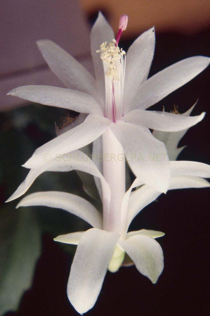 Schlumbergera 'Rossmore Samantha Riley'