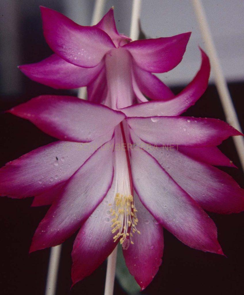 Schlumbergera 'Rossmore Thalia Jessica Ellery'