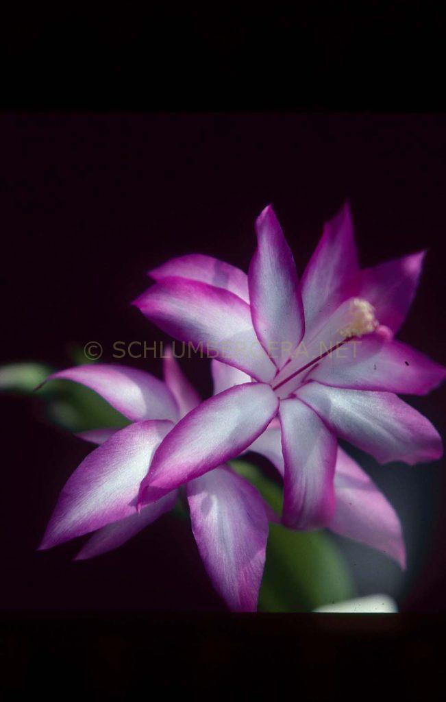 Schlumbergera 'Shirley Stackhouse'