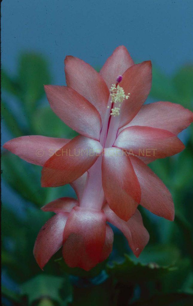 Schlumbergera 'Twilight Tangerine'