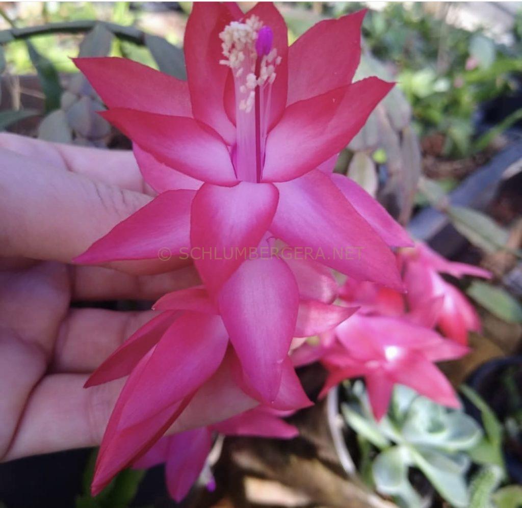 Schlumbergera 'Vania'