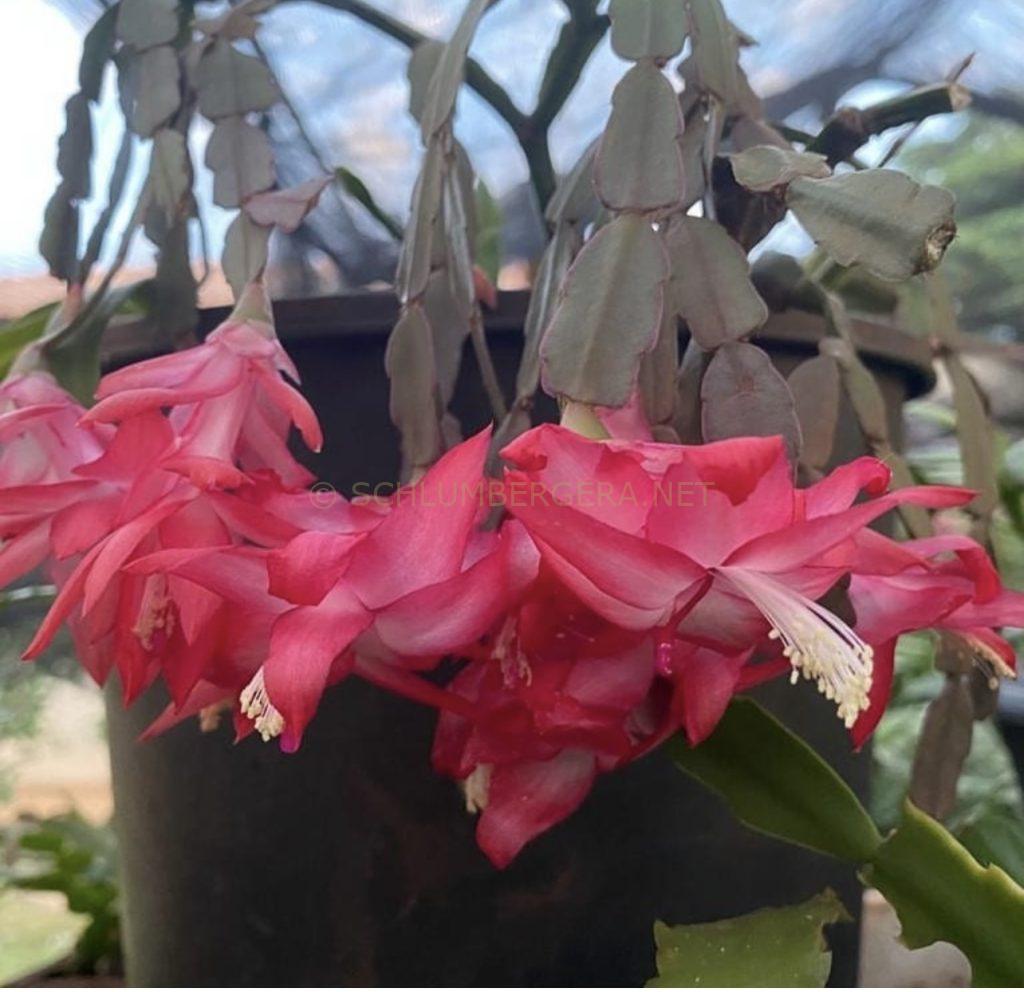 Schlumbergera 'Vania'