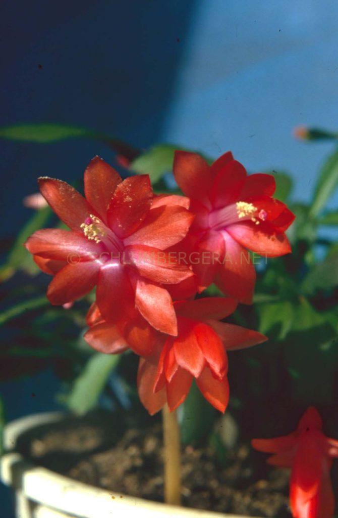 Schlumbergera 'Will Scarlet'