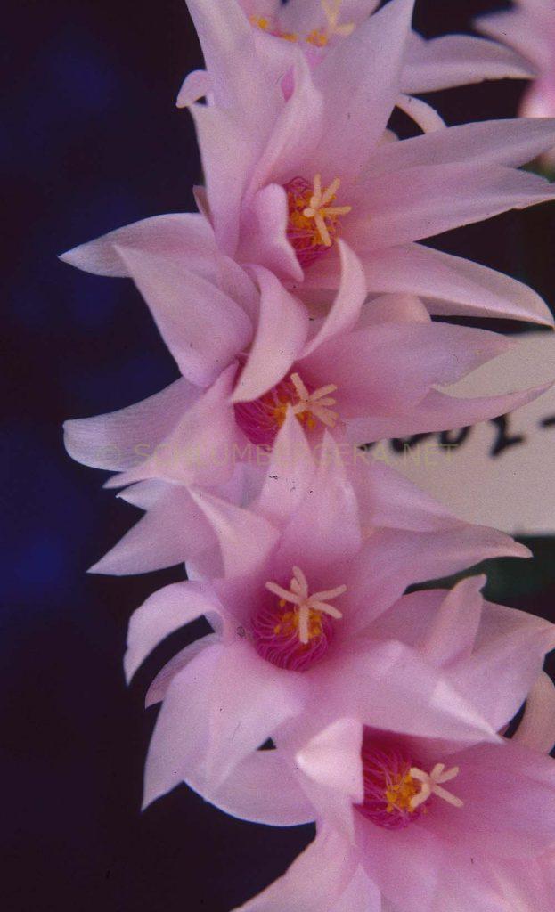 Rhipsalidopsis 'Naomi' (Savio)