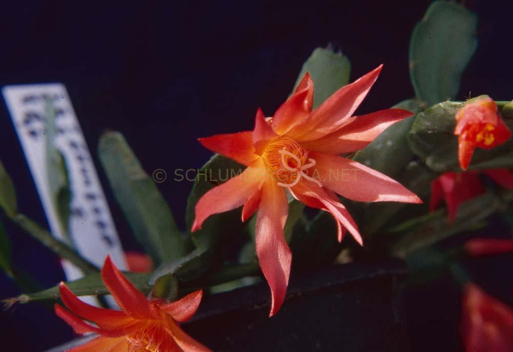 Rhipsalidopsis 'Rossmore Fever'