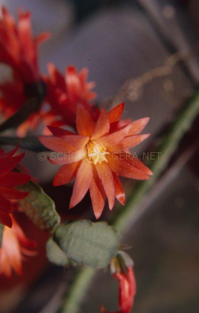 Rhipsalidopsis 'Rossmore Sunshine'