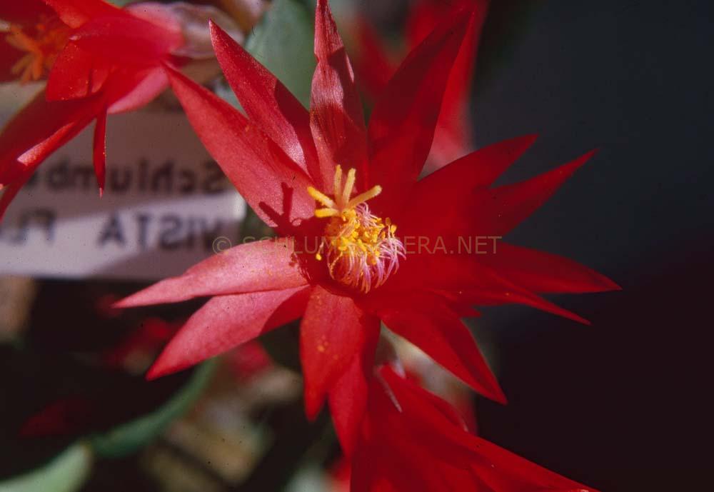 Rhipsalidopsis 'Vista Flame'