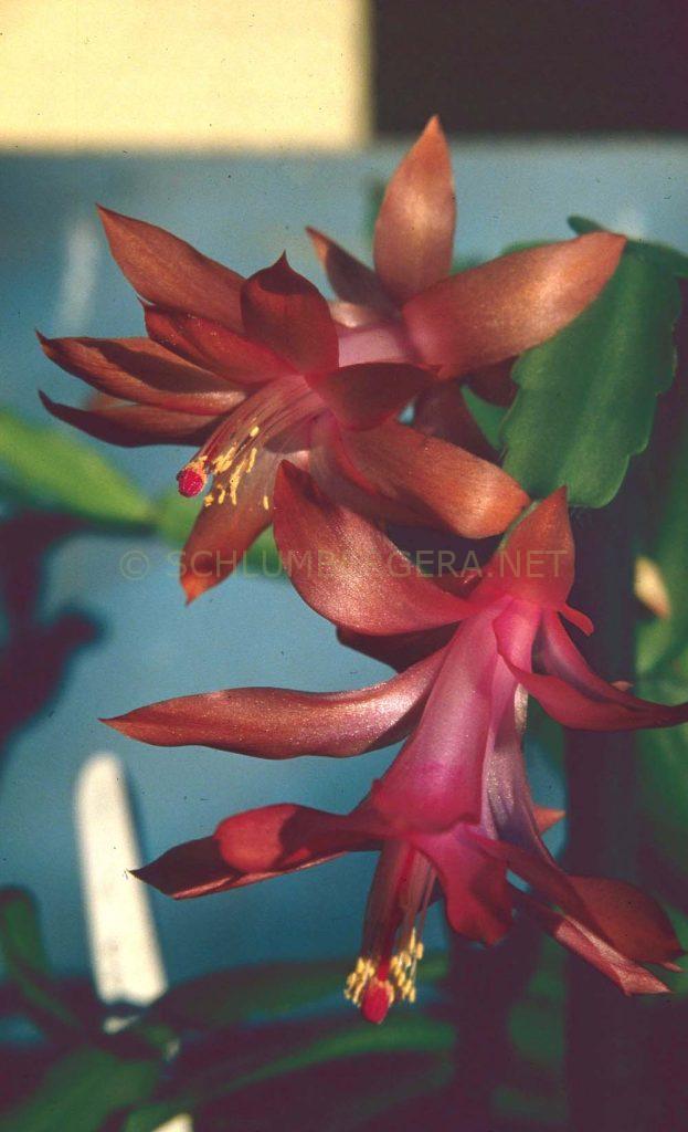 Schlumbergera 'Apricot'