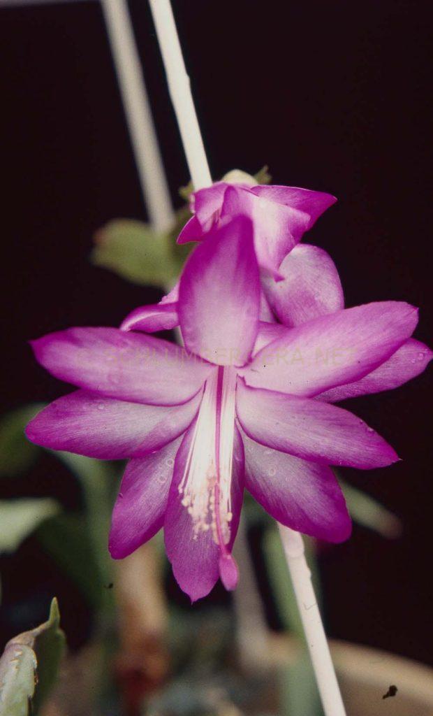 Schlumbergera 'Barcellona'