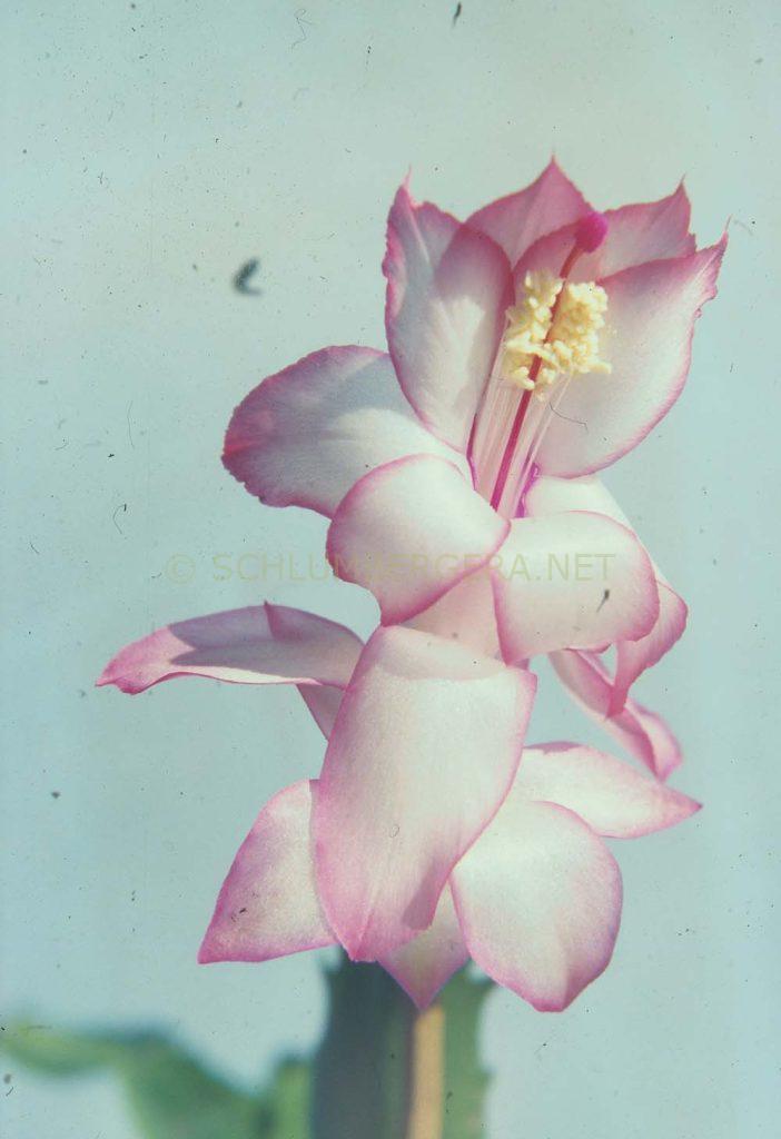 Schlumbergera 'Can Can'