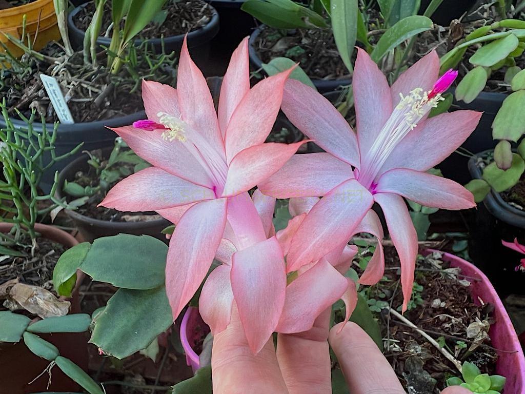 Schlumbergera 'Célia Luiza'