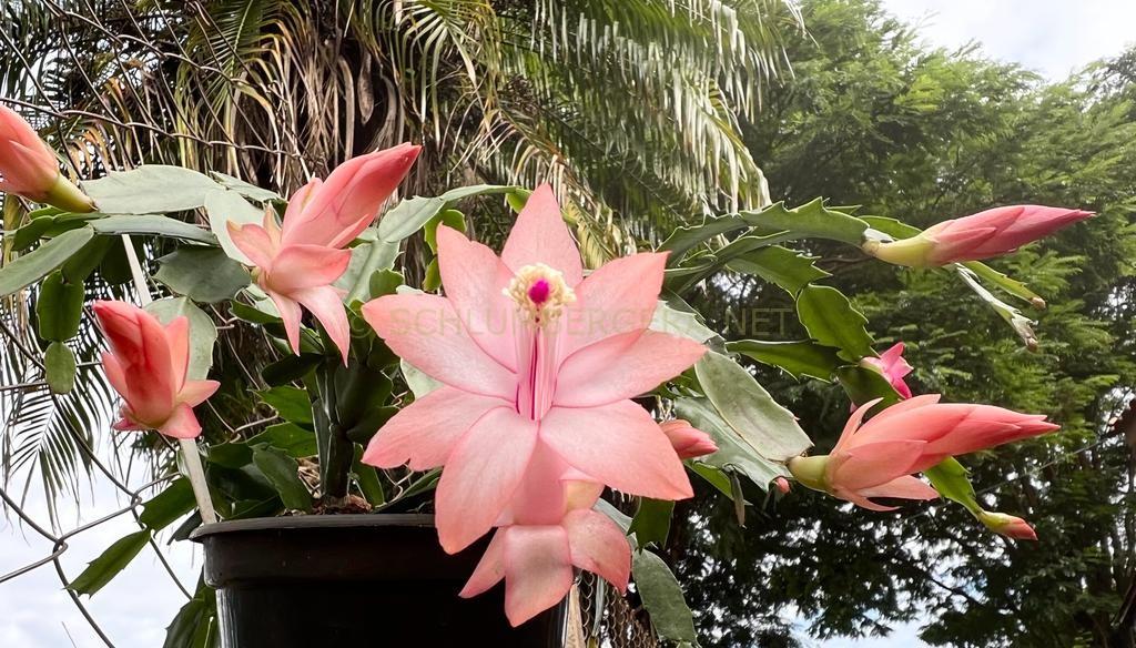 Schlumbergera 'Célia Luiza'