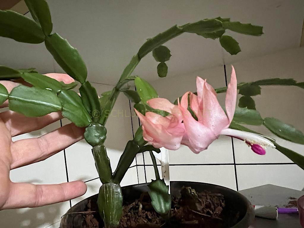 Schlumbergera 'Célia Luiza'
