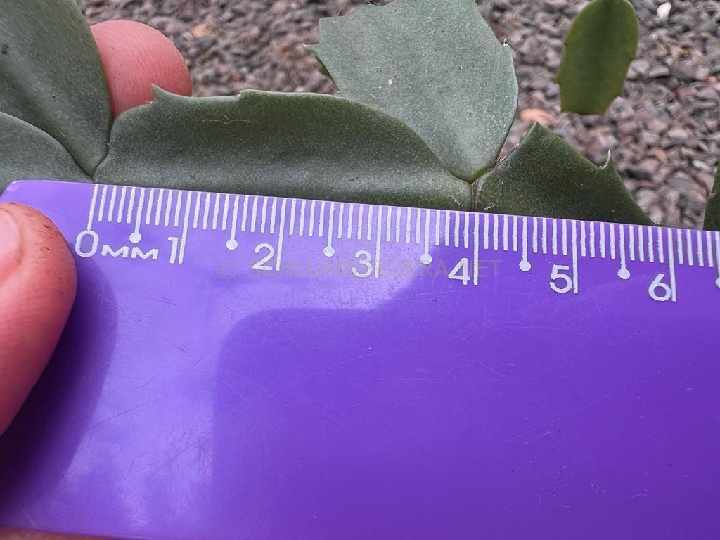 Schlumbergera 'Célia Luiza'