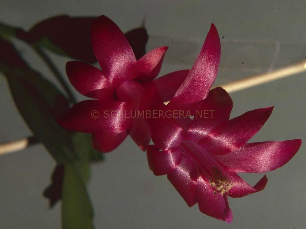 Schlumbergera 'Crimson Star'