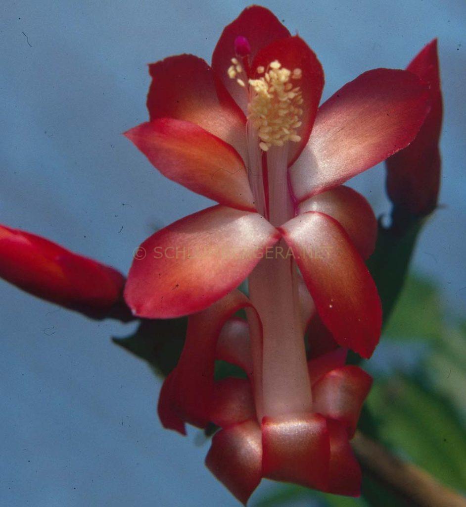 Schlumbergera 'Dark Königer'