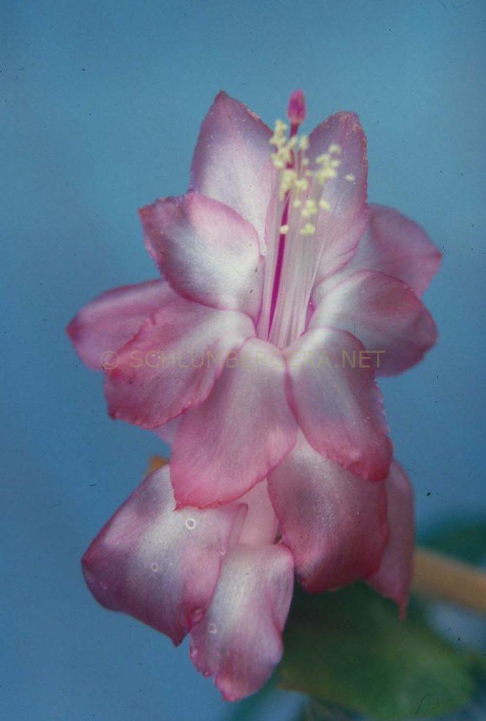 Schlumbergera 'Dianne Barnes'