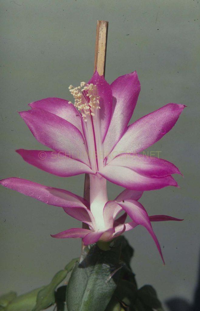 Schlumbergera 'Gloriana'