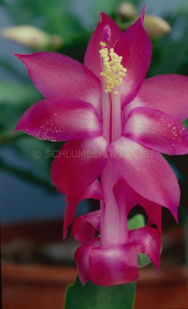 Schlumbergera 'Madam Ganna Walska'