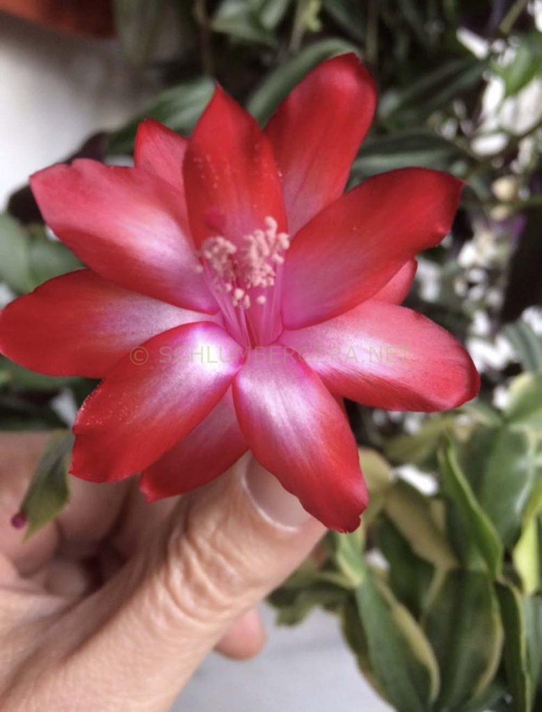 Schlumbergera 'Noris Variegated'