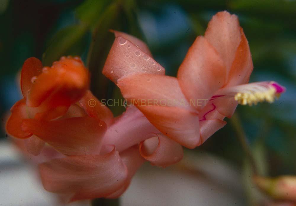 Schlumbergera 'Pauline'