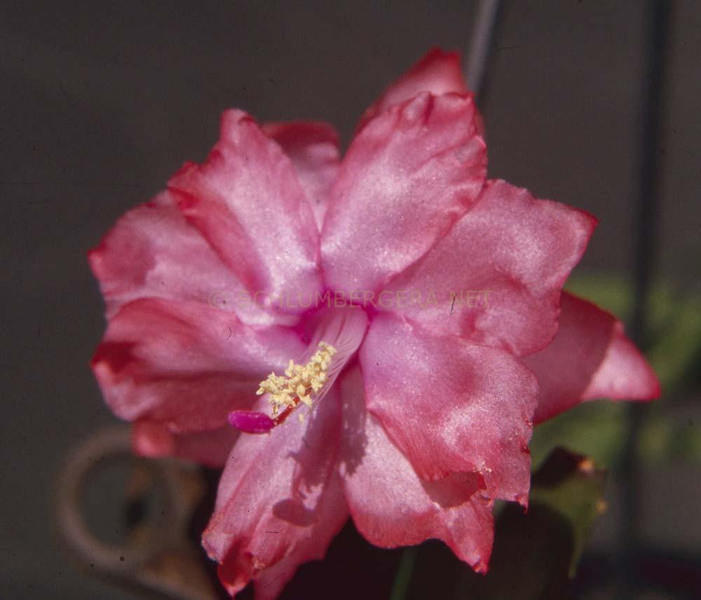 Schlumbergera 'Pink Lace'